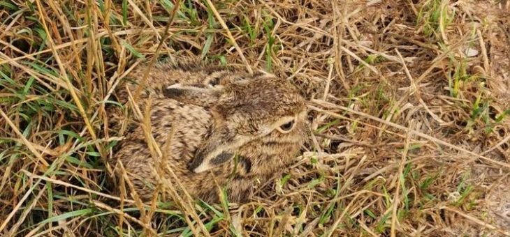 Frühling in Bayern – die Natur erwacht im Freistaat