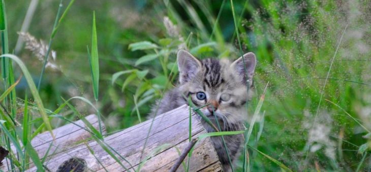 Umweltverband Naturschutzinitiative e.V. (NI): Holzpolter im Wald gefährden junge Wildkatzen!