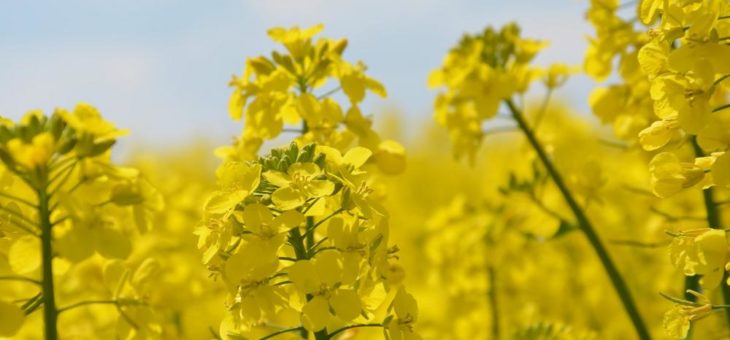 Bewerbungsschluss: Förderpreis Nachwachsende Rohstoffe und Ernst-Pelz-Preis