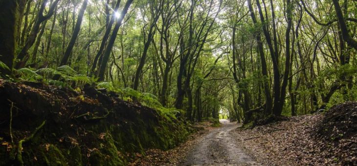 Vor den Toren Afrikas: der Nebelwald Garajonay auf La Gomera