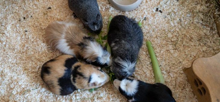 Tierisch viel Nachwuchs auf dem Clemenshof