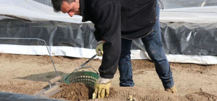 Spargelsaison in Westfalen-Lippe angelaufen – Beste Qualitäten, große Herausforderungen