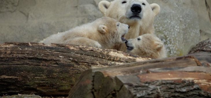 Ostern im Zoo am Meer mit den Eisbären-Zwillingen  Anna und Elsa