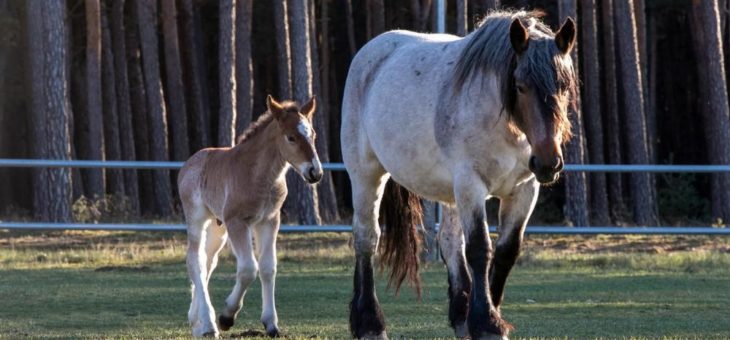 Nachwuchs in der Rheinisch-Deutschen Kaltblutfamilie Stute Conny machte den Anfang: Die ersten Fohlen sind da