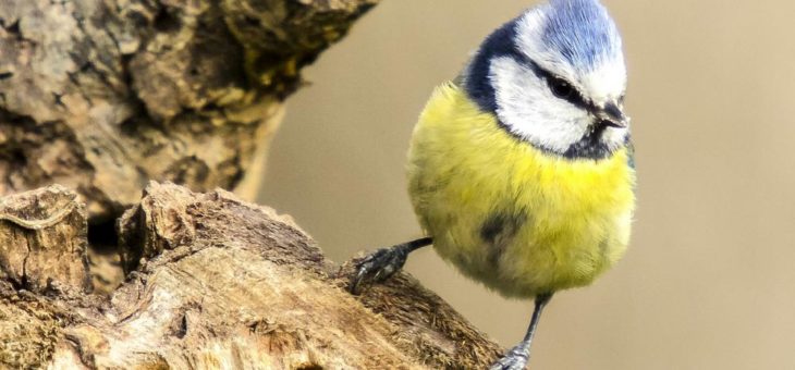 NABU: Mysteriöses Blaumeisensterben in Deutschland