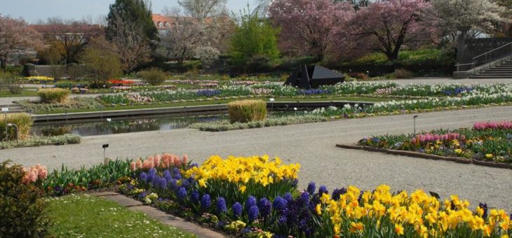 Ostern im Botanischen Garten München: Frühlingsblüten im Freiland