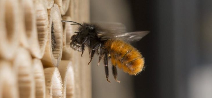 Die Wildbienen-Fans