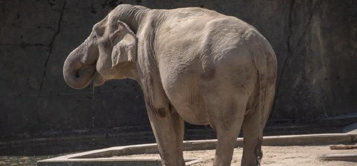 Schöne Nachrichten von der Kölner Elefantenherde: Zoo freut sich auf Jungtier – „Shu Thu Zar“ ist trächtig