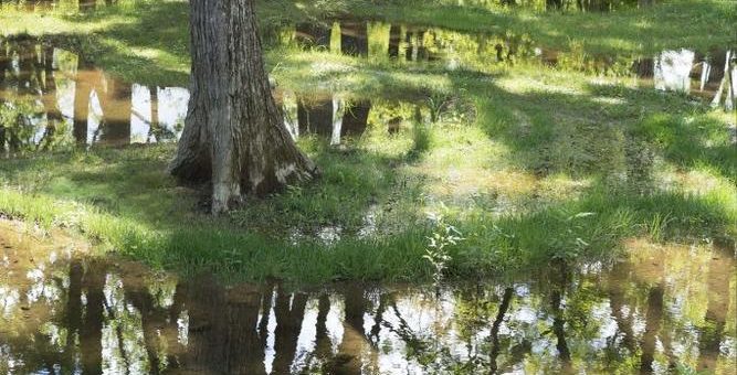 OBEL AWARD 2019: Water Garden