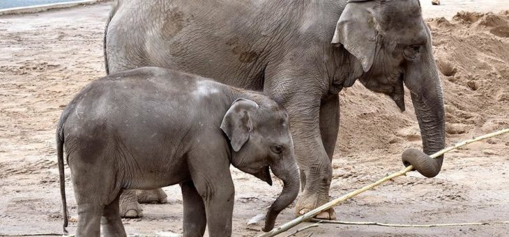 Kölner Zoo ab morgen wieder für Besucher geöffnet: Online-Reservierung notwendig aufgrund von Einlass-Begrenzung