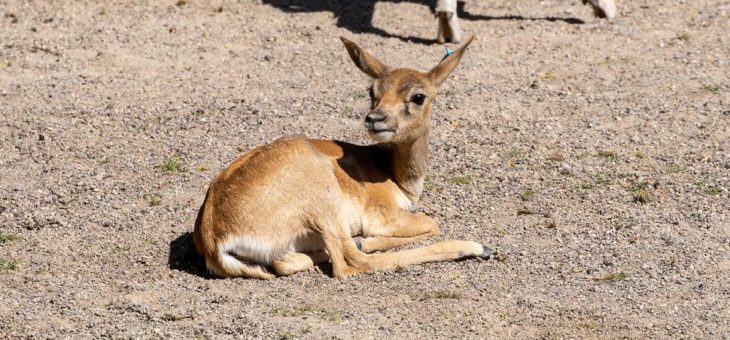 Zwei weibliche Hirschziegenantilopen im Kölner Zoo geboren