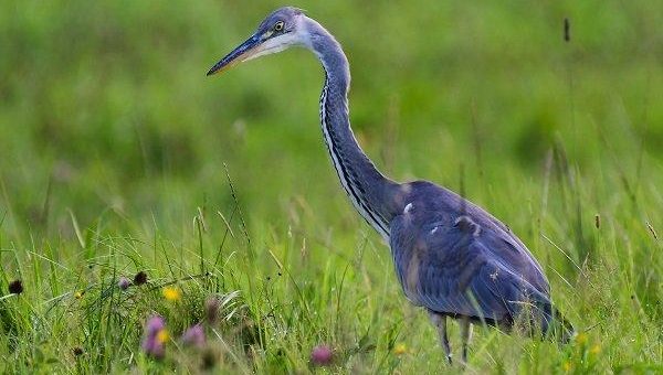 Erneuter Erfolg für den Naturschutz