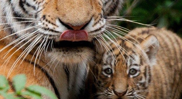 Hagenbecks Tigermädchen ziehen in die Lüneburger Heide