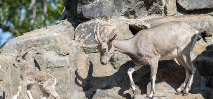 Zwischenstand aus Zoo und Tierpark Berlin