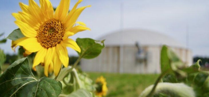 Autark und nachhaltig in der Futterproduktion: Erzeugerzusammenschluss Fürstenhof nutzt 1.500 Tonnen Sonnenblumenkerne aus eigenem Anbau