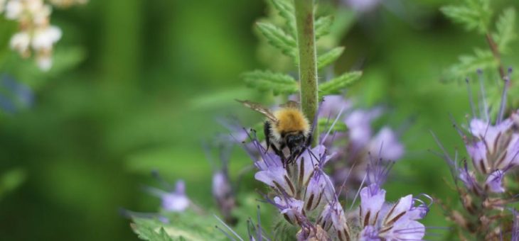 Bienen sind für Landwirtschaft unverzichtbar und besonders schützenswert