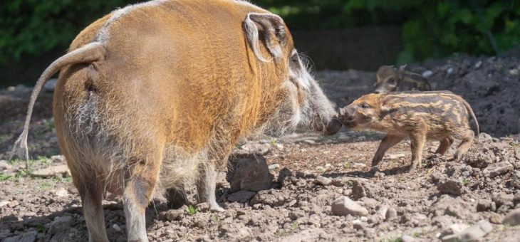 Schweine mit Zottelohren: Pinselohrschweine im Kölner Zoo geboren