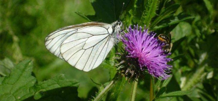 Den Blick auf Insekten lenken