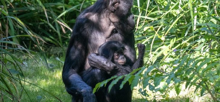 Willkommen „Balina“: Bonobo im Kölner Zoo geboren