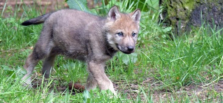 Der Wildpark Eekholt freut sich über einen Wolfswelpen