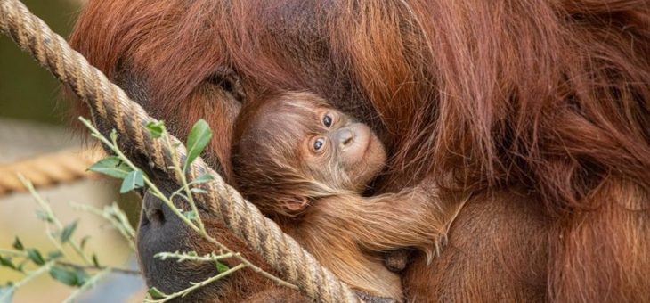 Tierpark Hagenbeck Gemeinnützige