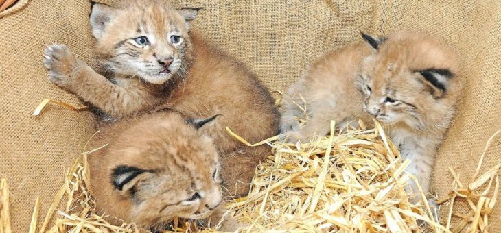 Torsten Frings übernimmt Patenschaft für Luchs-Nachwuchs im Wildpark Schwarze Berge