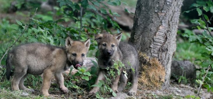 Wolfswelpen im WildtierPark Edersee