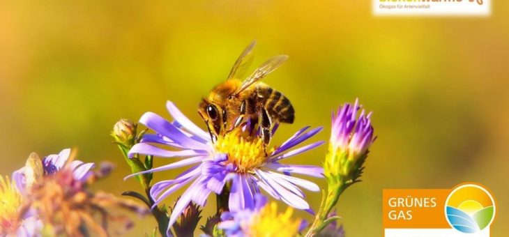 Bienenwärme – ausgezeichnet mit dem Grünes Gas-Label