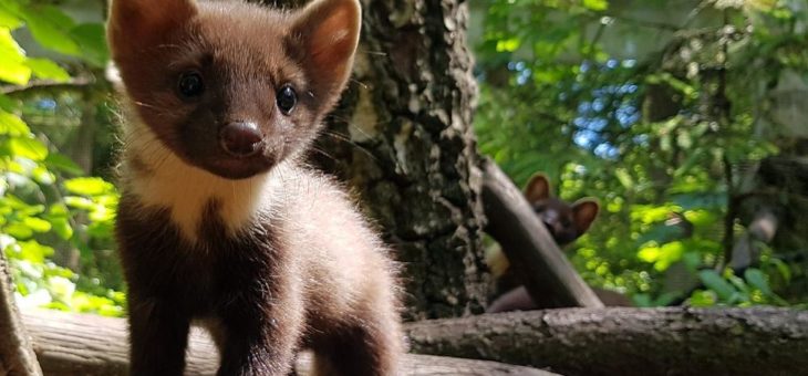 Drei junge Baummarder erkunden ihre Welt im Wildpark Eekholt!