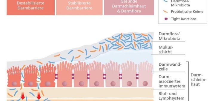 Probiotika mit Myrrhe-Arznei kombinieren