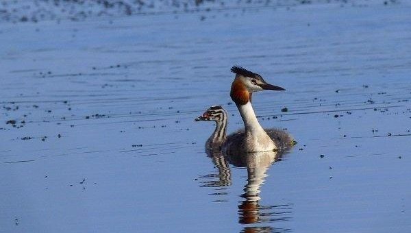 Haubentaucher an der WW Seenplatte – Höchste Anzahl an Brutpaaren in Rheinland-Pfalz