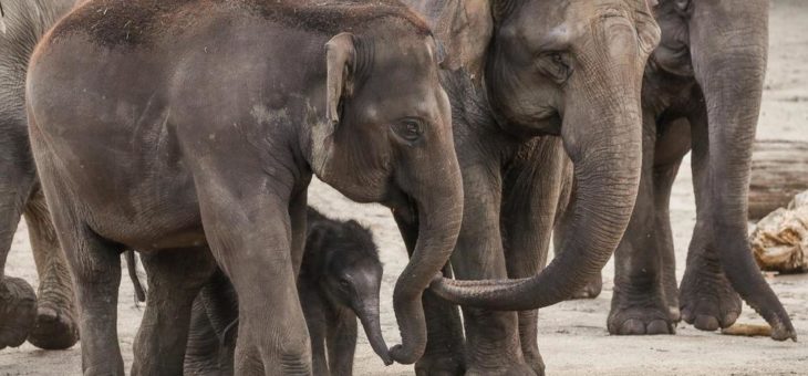 Kleine Elefanten-Kuh im Kölner Zoo geboren