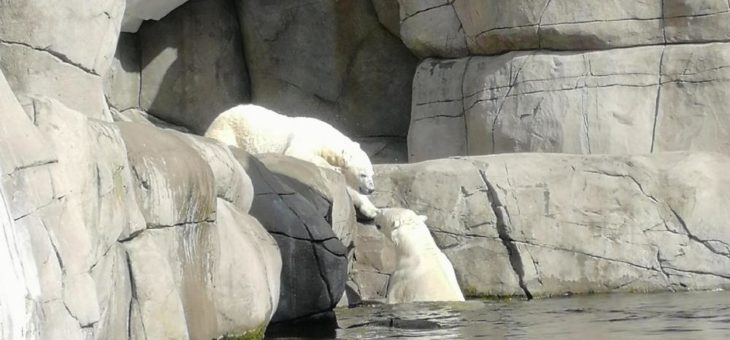 Hoffnungsträger Kap – Chance auf Eisbärennachwuchs wächst