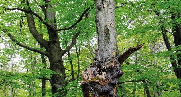 Zum Tag der deutschen Buchenwälder am 25.06.2020