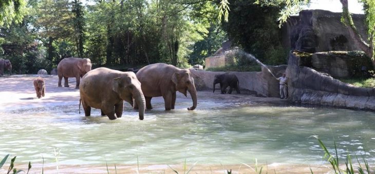 Tierische Abkühlung bei sommerlichen Temperaturen