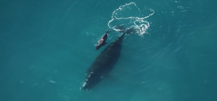 Kalb seltener Walart durch Schiffsschraube getötet