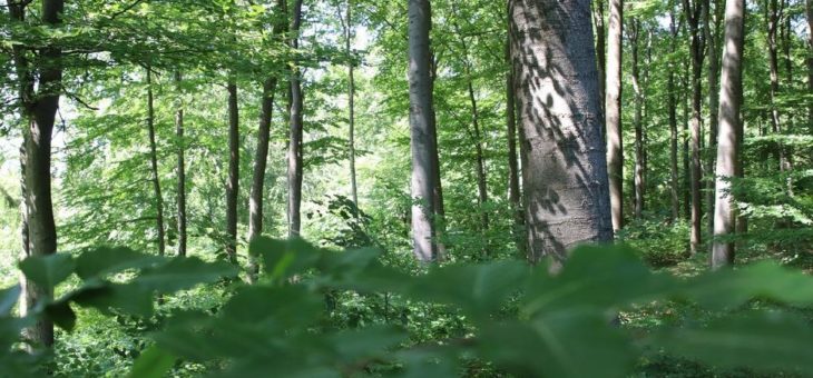 Wanderungen im Nationalpark  mit Familien, Waldmenschen, auf alten Pfaden und über Weide und Heide