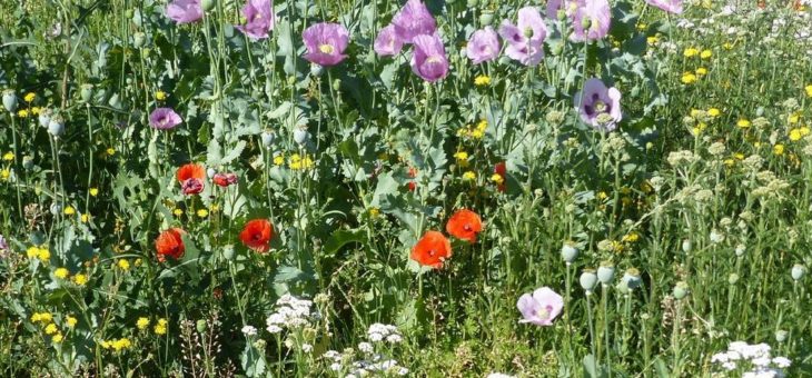 Blumen und Gräser statt Rasen: Blühwiesen in Nordhausen