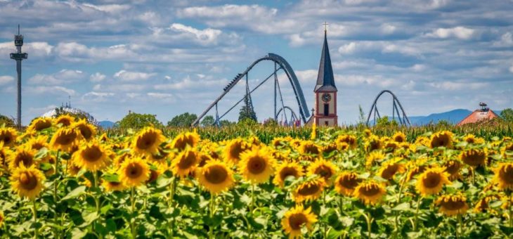 Leuchtende Sonnenblumen vor den Toren des Europa-Park