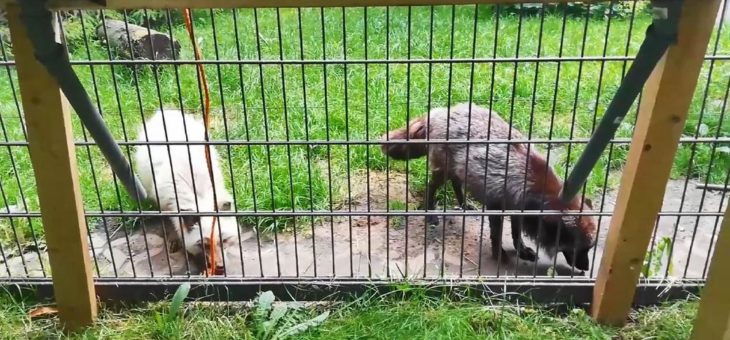 Schlauer Fuchs mit großem Herz!