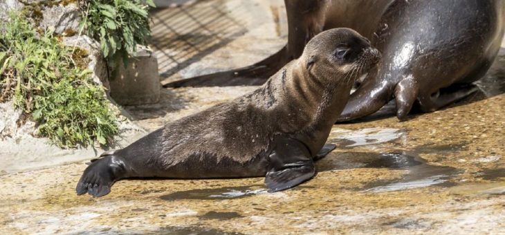 Badespaß mit Jungtier: Nachwuchs bei den Kalifornischen Seelöwen im Kölner Zoo