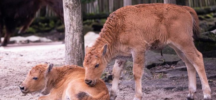 Vier Nordhorner Waldbisons nach Sachsen umgezogen