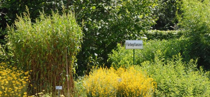 „Wir treiben es bunt“ – Färbepflanzen im Botanischen Garten