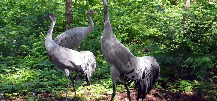 Entdeckungen im Bereich Moor und Heide