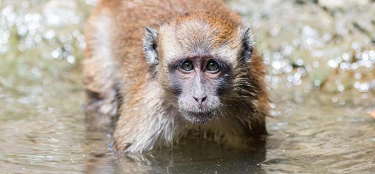 Sommerlicher Badespass bei den Javaneraffen