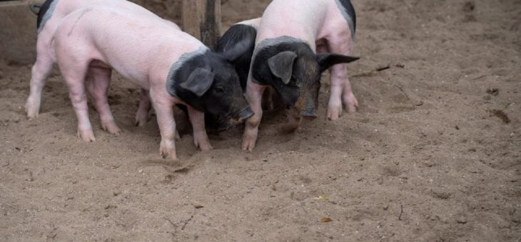 „Baby-Boom“ im Kölner Zoo geht weiter:  Acht Schwäbisch-Hällische Schweine geboren