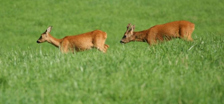 Vorsicht – Liebestolles Rehwild ist nicht zu bremsen!