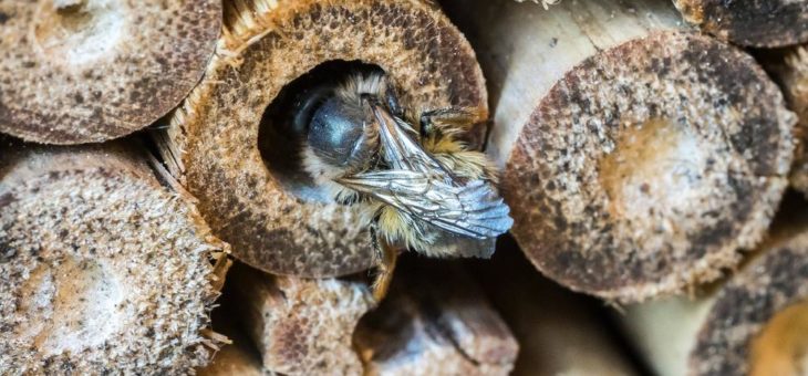 Das große Summen: vom Garten zum Insektenparadies