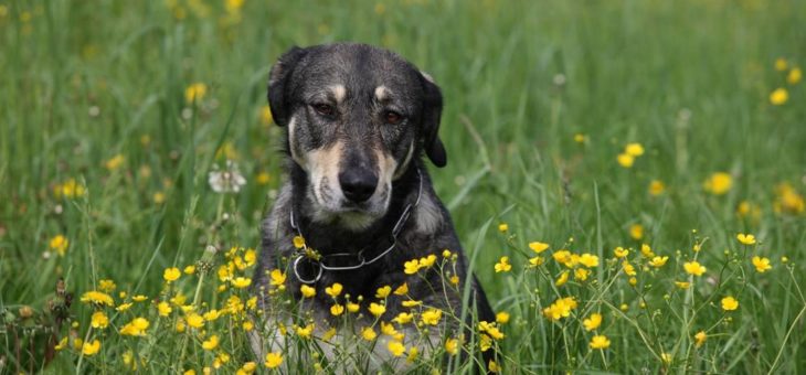 Tierischer Ferienspaß – so bringen Sie Ihren Hund gut durch die Urlaubszeit