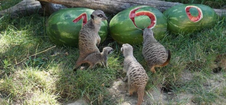 Wuseliger Erdmännchen-Nachwuchs im Kölner Zoo